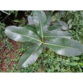 Super Mahogany Plants